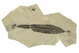 Fossil Leaf (Eugenia) Pos/Neg - Green River Formation, Colorado #250739-2